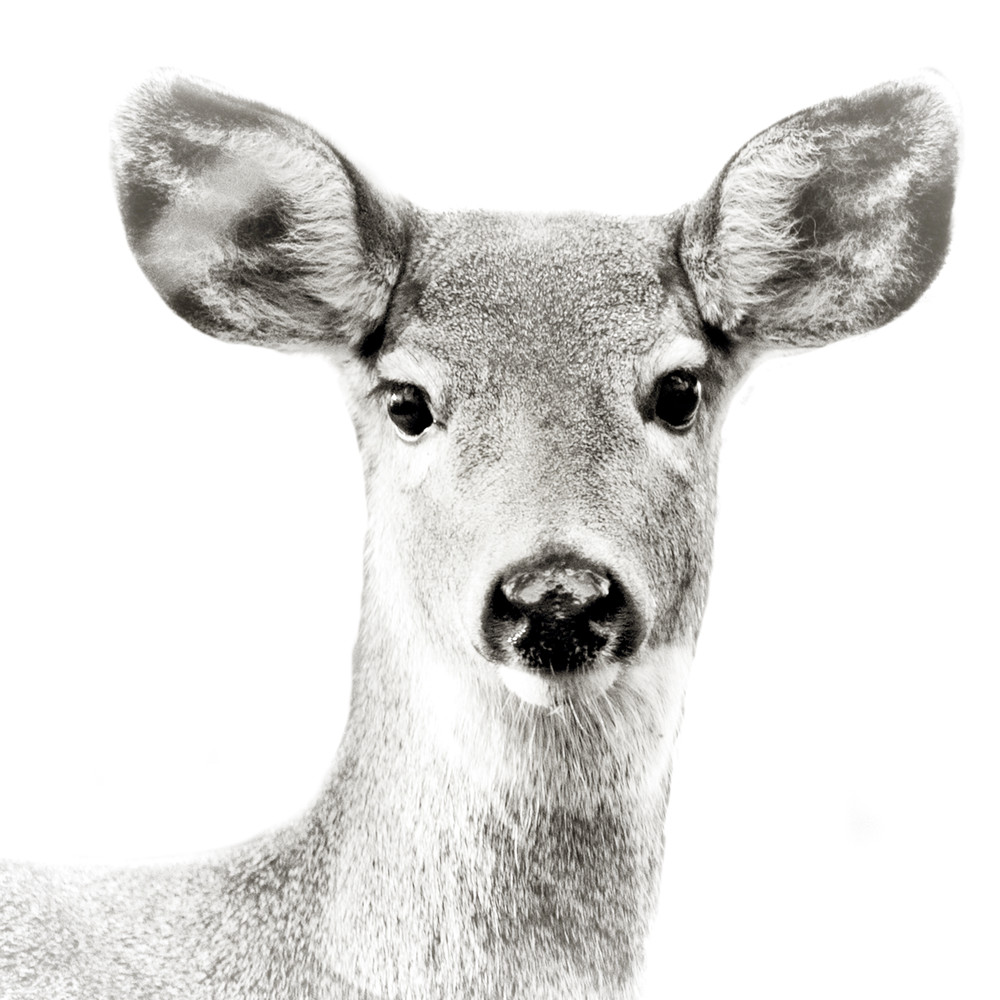 Deer Photography Art | Jae Feinberg Fine Art Photo