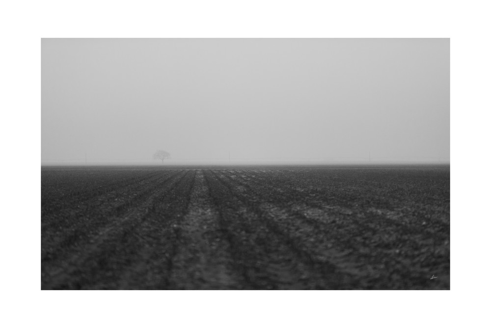 Farm Land And Tree In The Morning Mist, Usa Photography Art | Audia Art