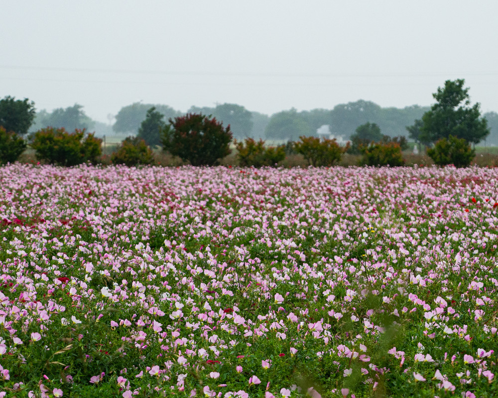 Field Of Pink Art | Thriving Creatively Productions