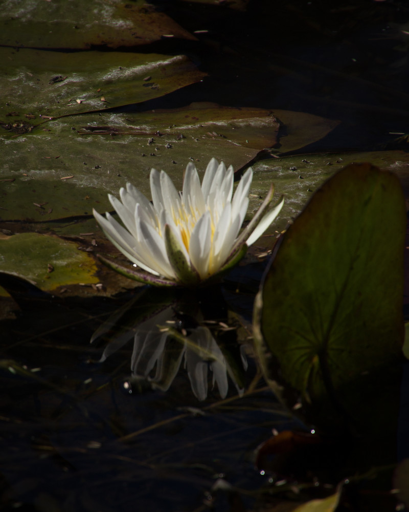 Watering Hole Beauty Art | Thriving Creatively Productions