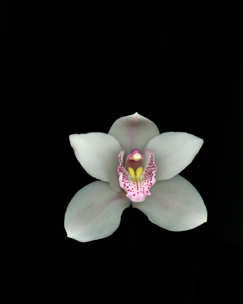 White Orchid Beauty Art | Thriving Creatively Productions