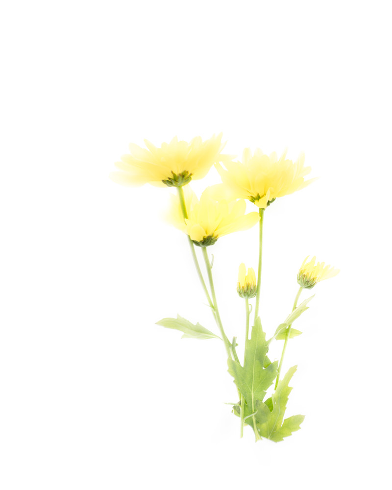 Yellow Wildflowers 2 Art | Thriving Creatively Productions