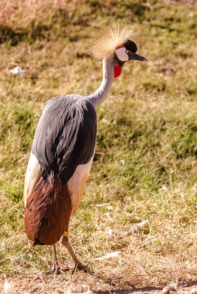 U6 A8770 African Black Crowned Crane Photography Art | Williams Nature Photography