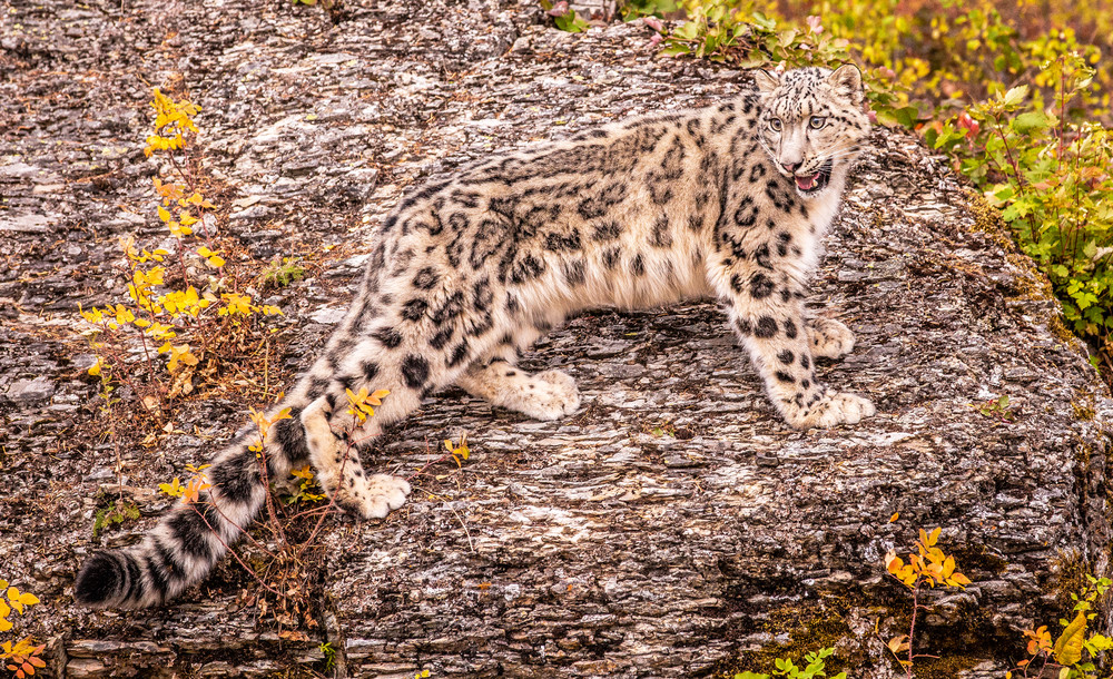 U6 A8818 2 Snow Leopard Photography Art | Williams Nature Photography