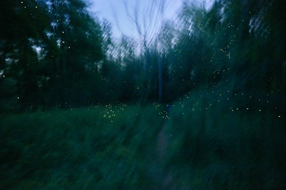 fireflies mating in connecticut
