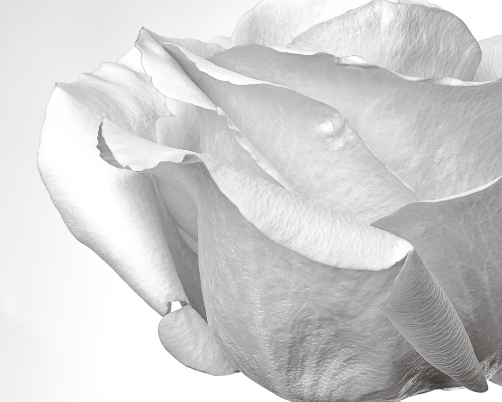 Black And White Rose Photography Art | Melani Lust Photography