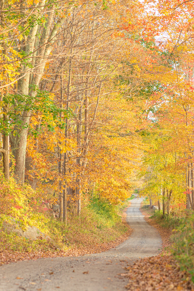 New England Fall Path Photography Art | Melani Lust Photography