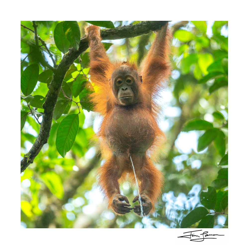 Live Streaming Borneo 2020 (Square) Photography Art | Tim Laman Photography