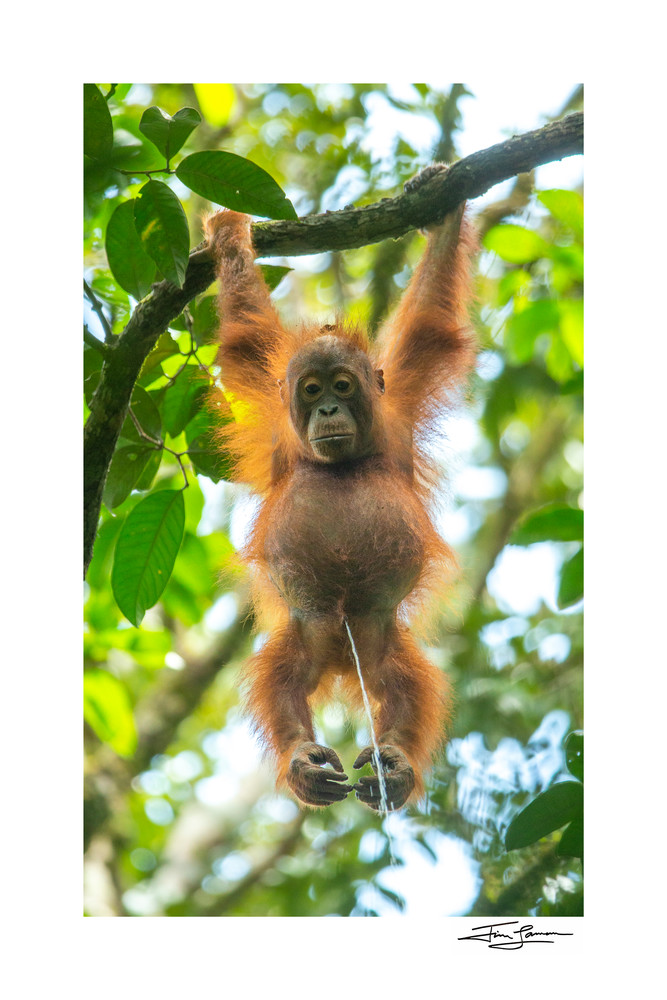Most popular IG post of Orangutan Peeing.