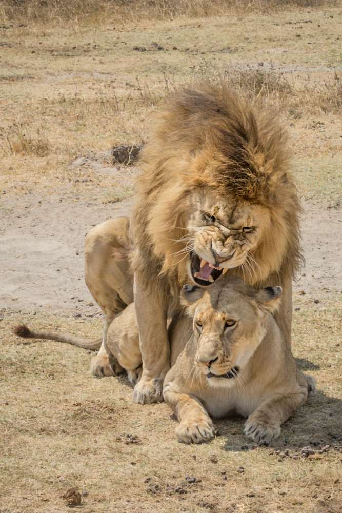 lions mating ngorngoro