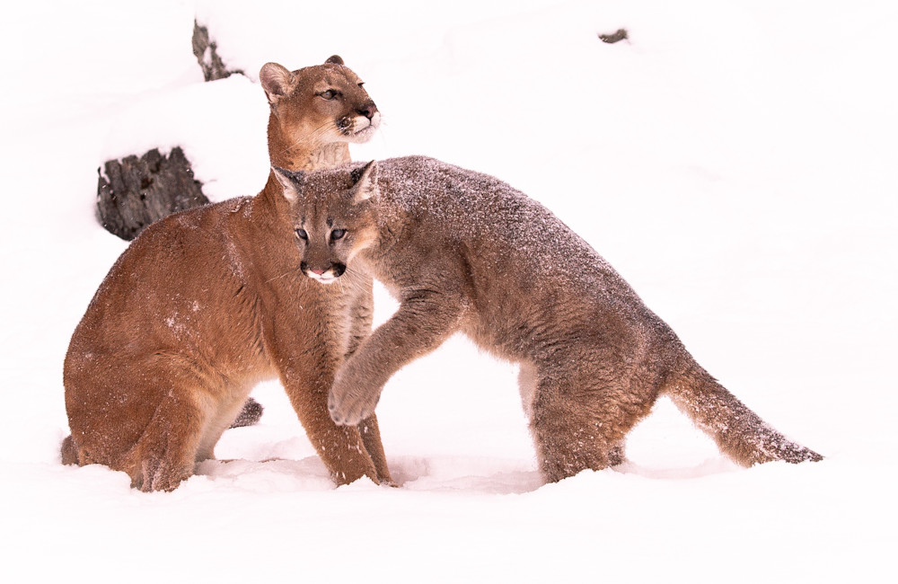 U6 A7982 Patient Mother Puma And Active Son Photography Art | Williams Nature Photography