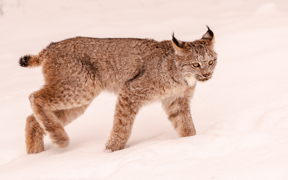 U6 A8978 Bobcat In Snow Photography Art | Williams Nature Photography