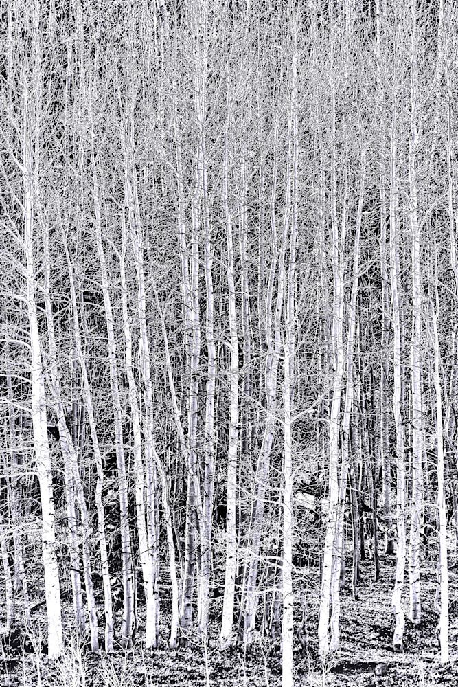 White Tree Forest