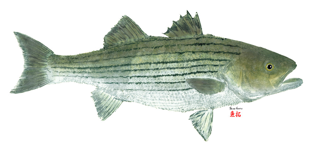 Striped Bass 