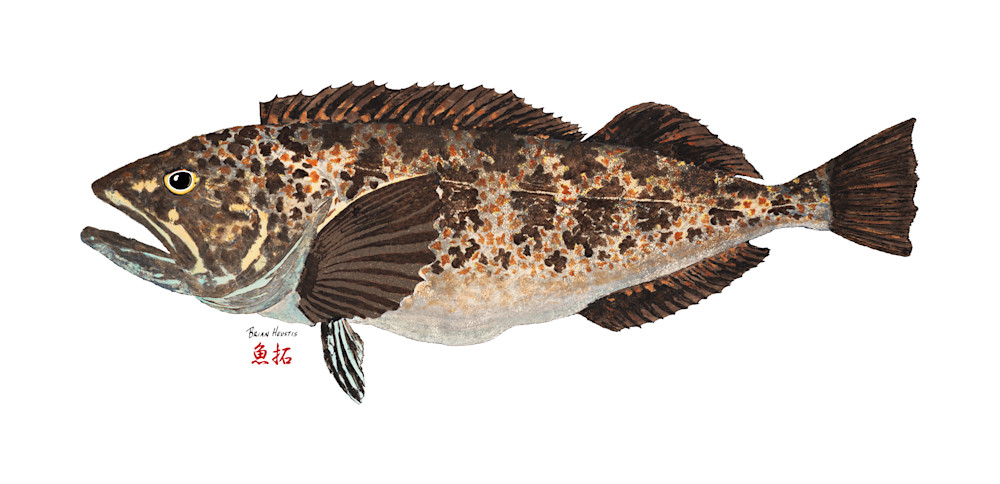 Lingcod