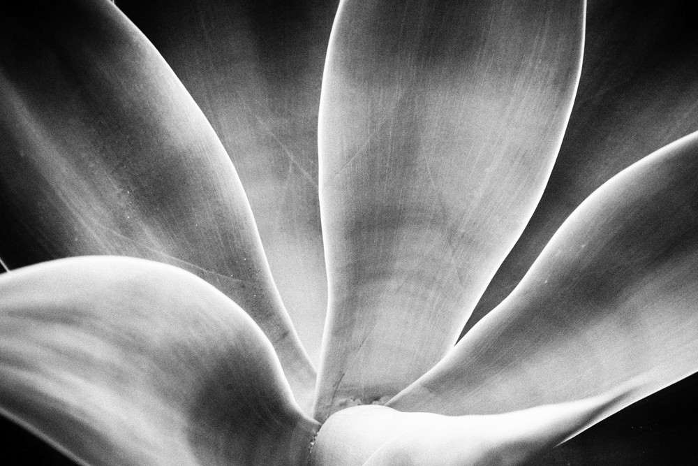 Agave Detail