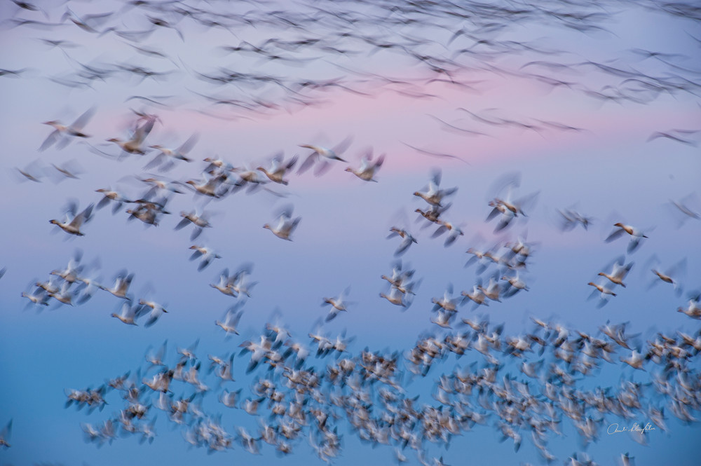 Flurry