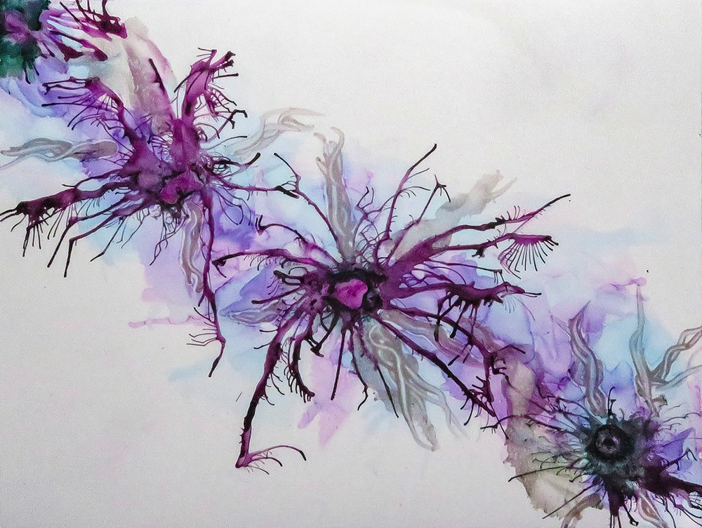 Violet Spider Flower