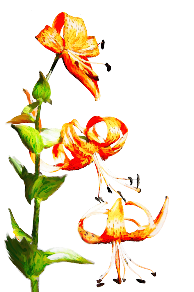 Michigan Lily Wildflower Art | Light Pixie Studio