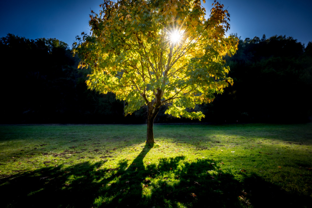 Foothills Park Lone Tree Photography Art | John Todd Photographs