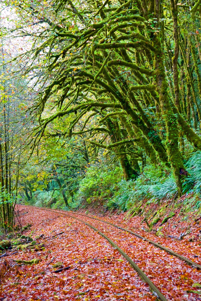 Railroad Tracks And Moss Trees Art | Shaun McGrath Photography