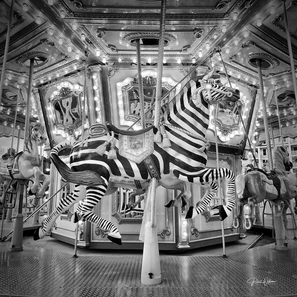 Merry Zebra Photography Art | Robert Williams Photography