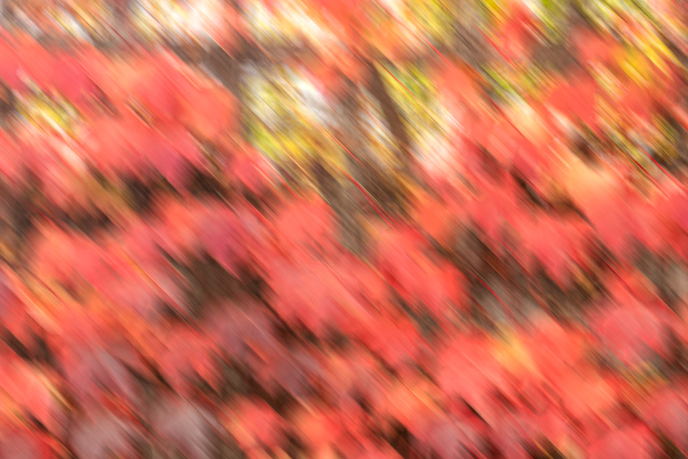 Ivy- fall colored ivy leaves in abstract digital photo art photograph print