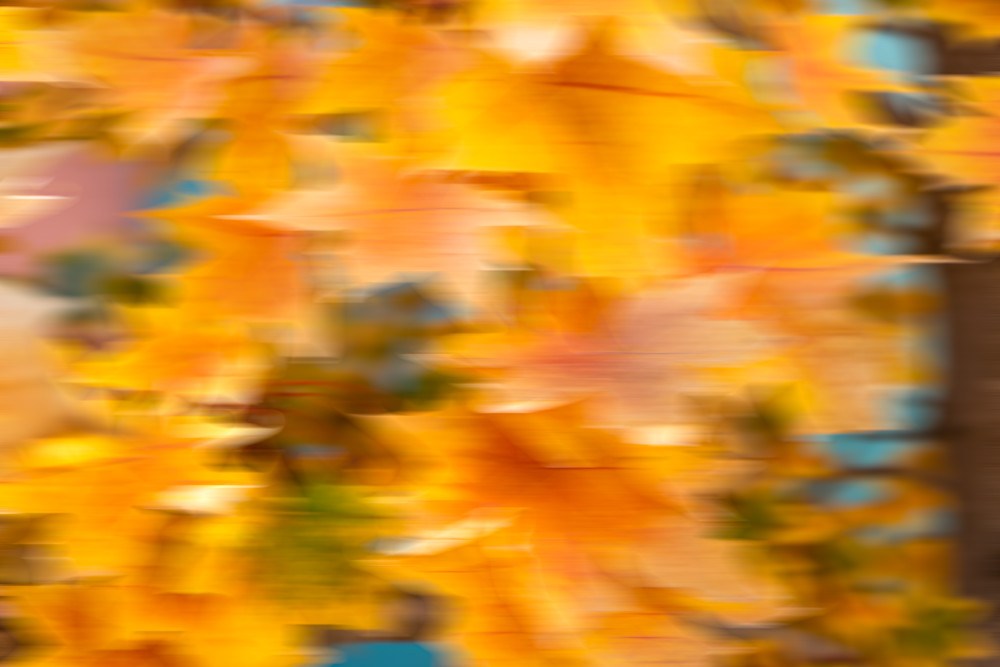 Maple - Fall colored leaves in a digital produced piece of photo art photograph print