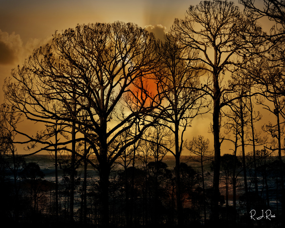 Sunset Trees Art | R.j.Ricci Art