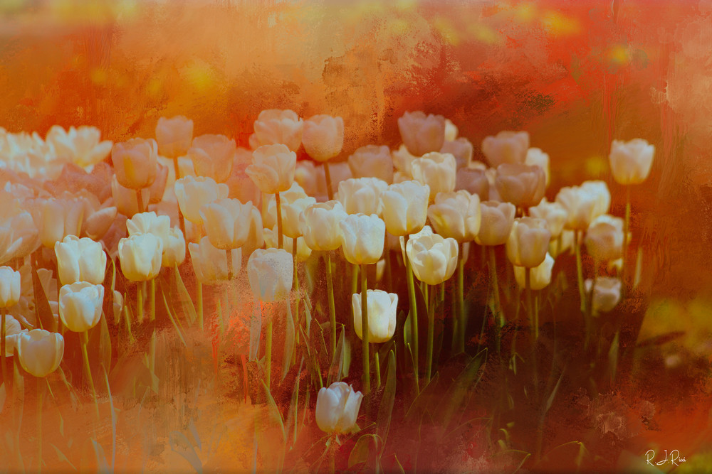 White Tulips Art | R.j.Ricci Art