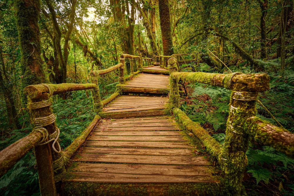 Kew Mae Pan Nature Trail