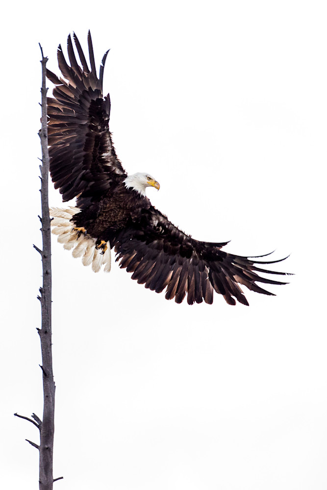 Bald Eagle Lift Off  Photography Art | Colorado Born Images 