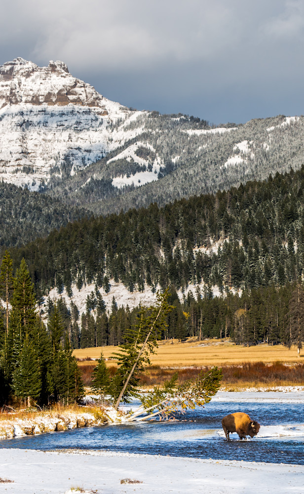 Buffalo Crossing Photography Art | Colorado Born Images Buffalo Crossing Photography Art | Colorado Born Images