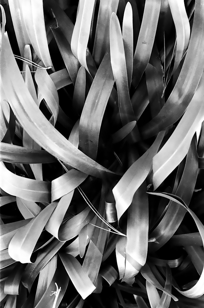 Plant Leaves Black And White Art | David Louis Klein