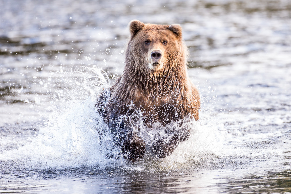 Dinner Run Brown Bear Fishing In Alaska