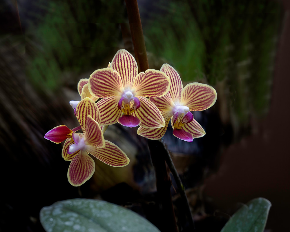 Yellow Striped Phalaenopsis Orchid