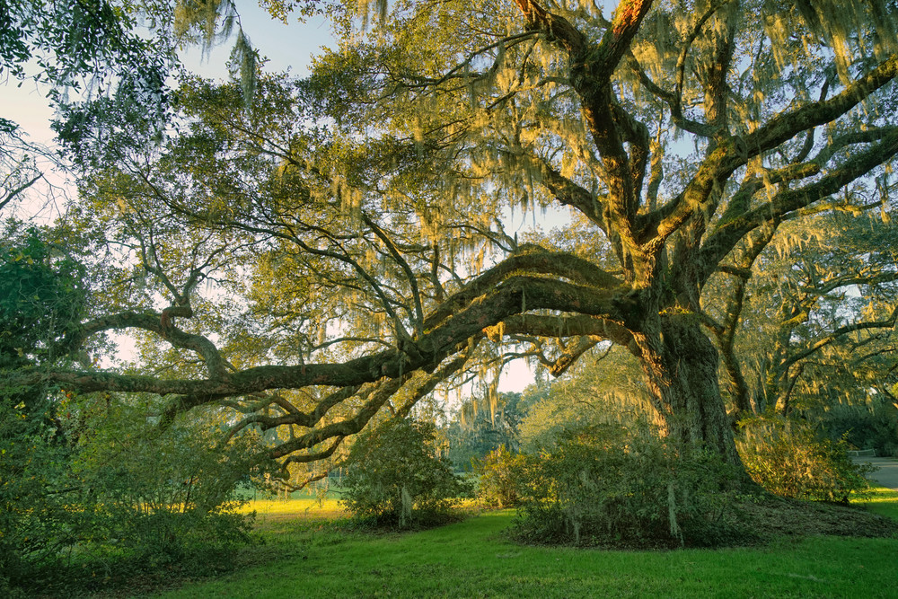 South Carolina Draping Oak