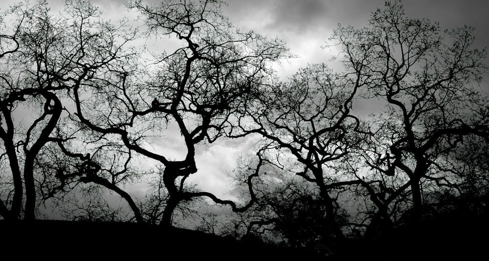 Arboreal Network Photography Art | Ed Sancious - Stillness In Change