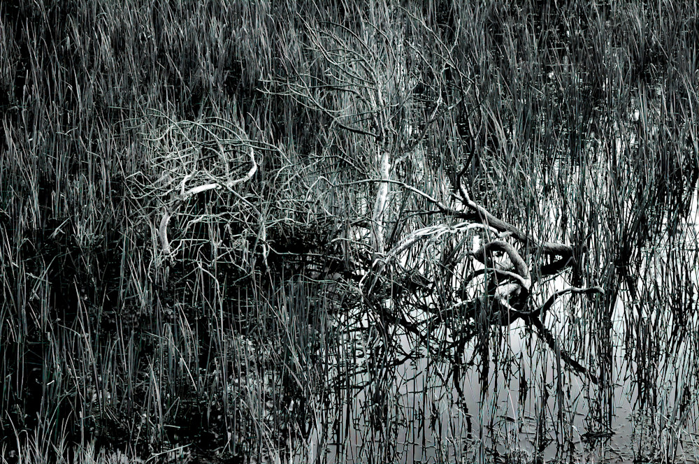 Tuolomne Branches Photography Art | Ed Sancious - Stillness In Change