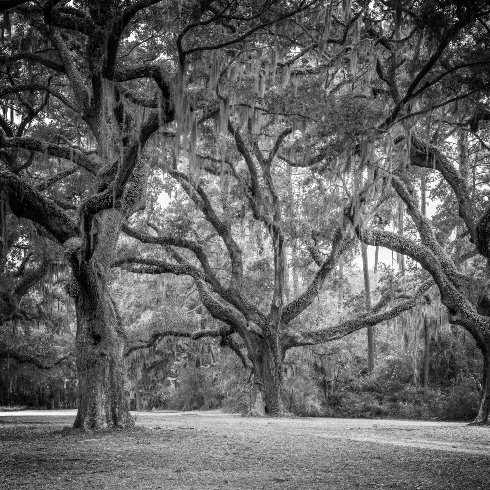Legacy Oak - 6 Oaks Cemetery