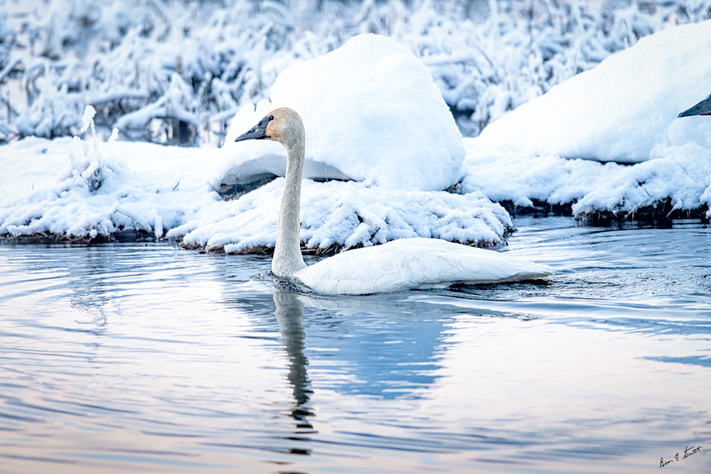 Winter Swan Art | Alaska Wild Bear Photography