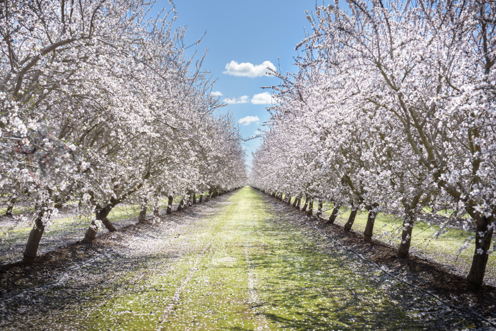 Almond Trees, Merced Photography Art | John Todd Photographs