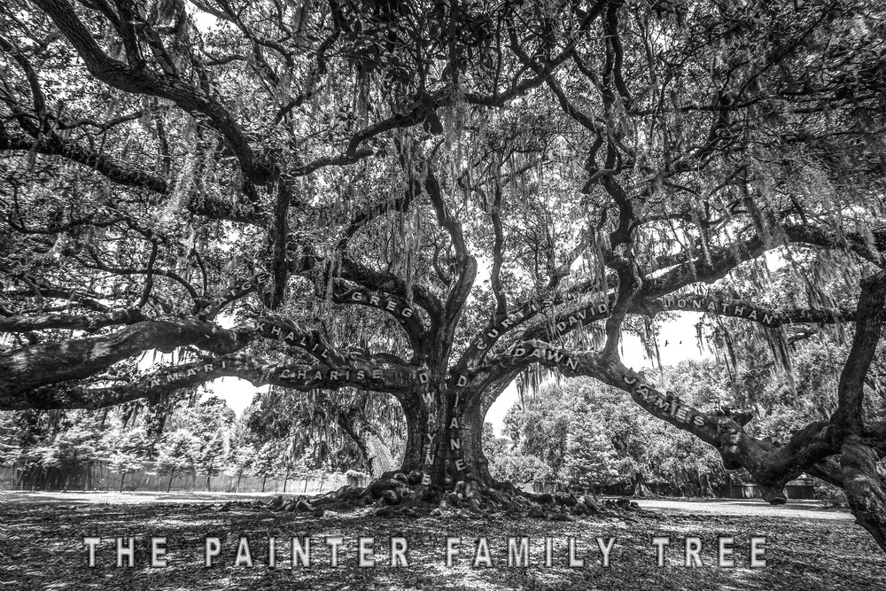 Painter Family Tree Of Life  Photography Art | Kermit Carlyle Photography 