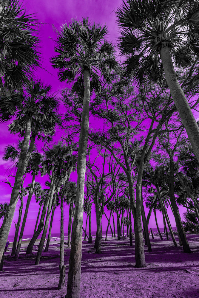 Purple Palms Photography Art | kramkranphoto