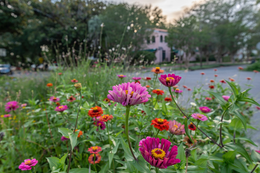 Avondale Flowers Photography Art | kramkranphoto
