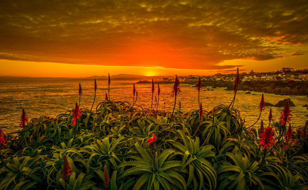 Blooming Aloes Sunrise, Pacific Grove Photography Art | Brad Wright Photography