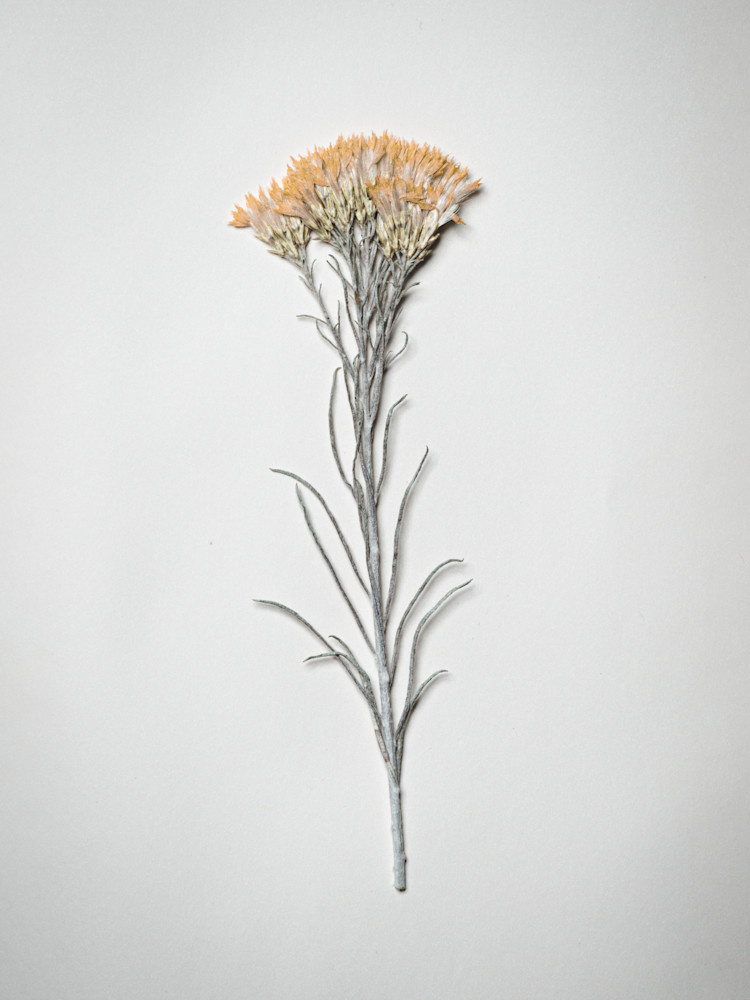 Pressed Flowers Inside Moleskine Journal | Nathan Larson Photography