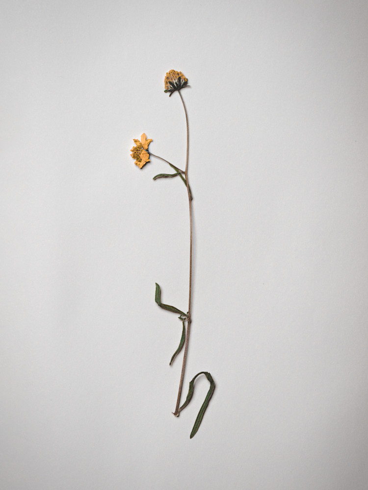 Pressed Flowers | Stilllife | Nathan Larson | Fine Art