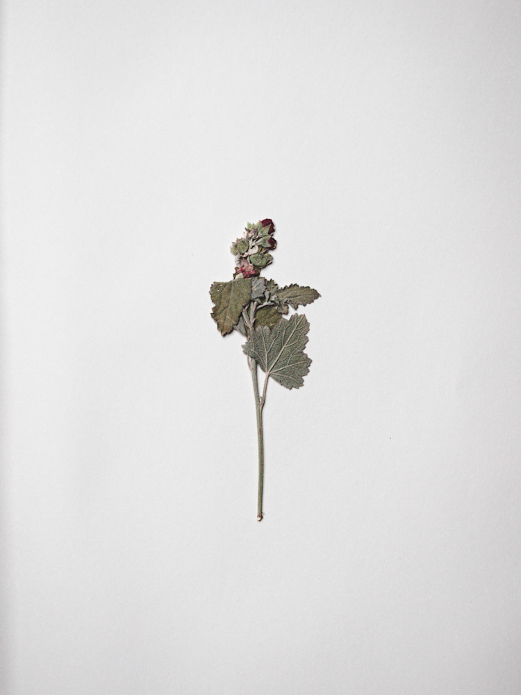 Pressed Flowers | Stilllife | Nathan Larson Photography | Fine Art