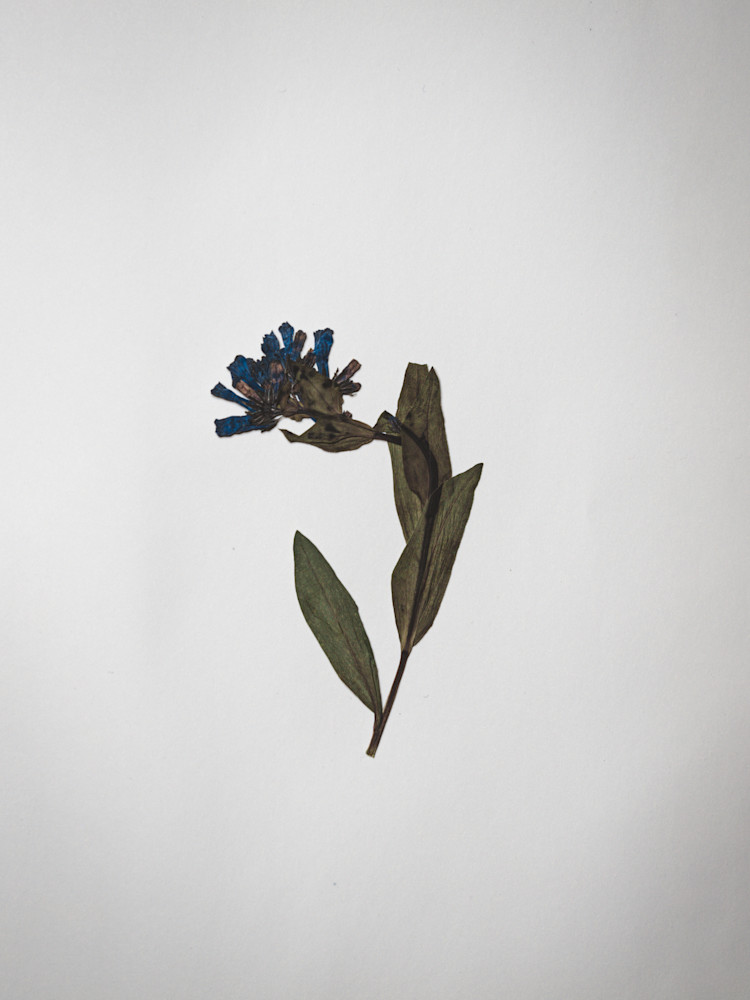 Pressed XI | Pressed Flower Still Life Fine Art Prints | Nathan Larson Photography